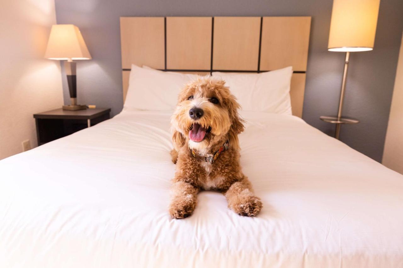 Sonesta Simply Suites Dallas Las Colinas Irving Exterior foto